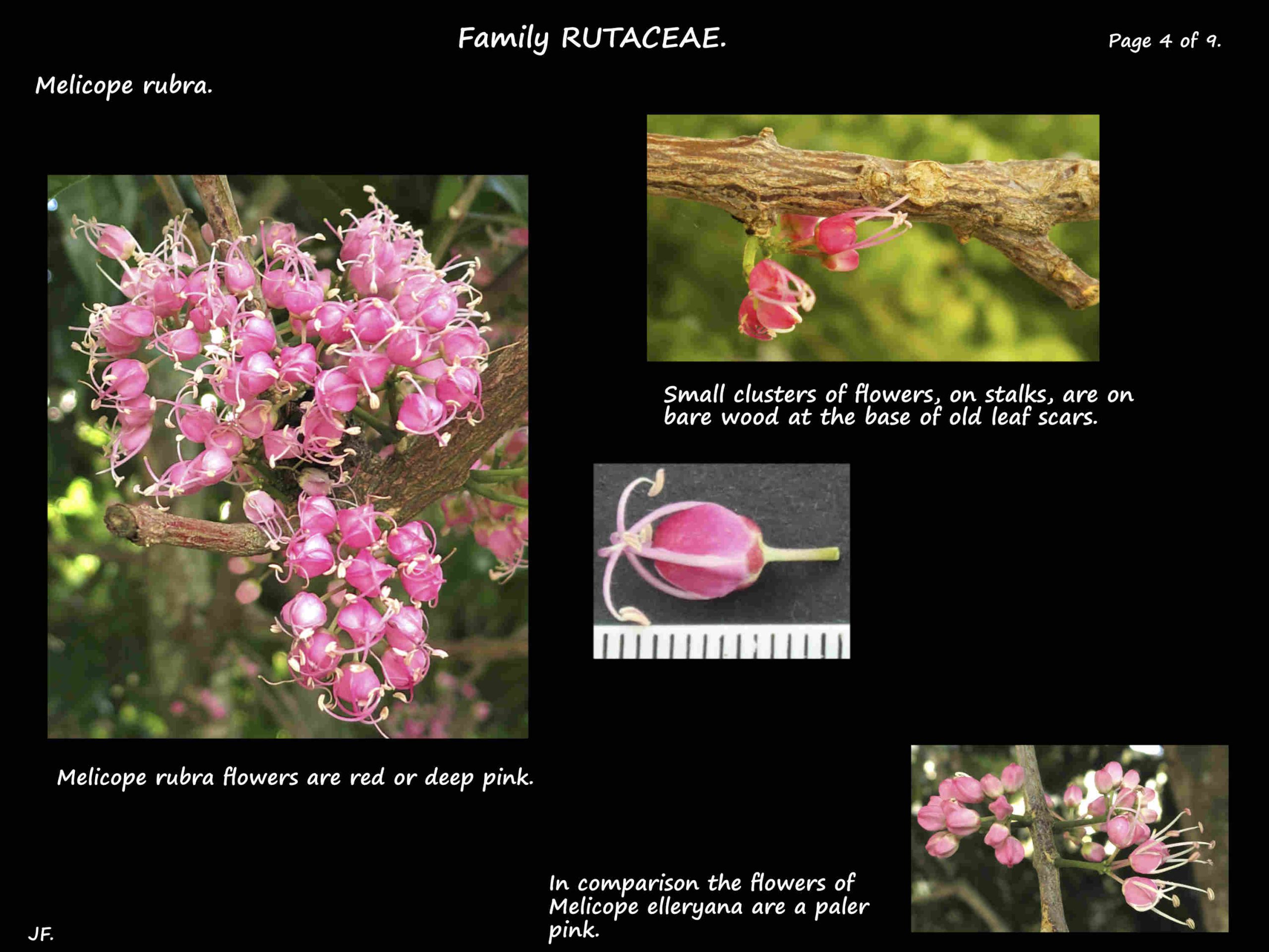 4 Melicope rubra flowers